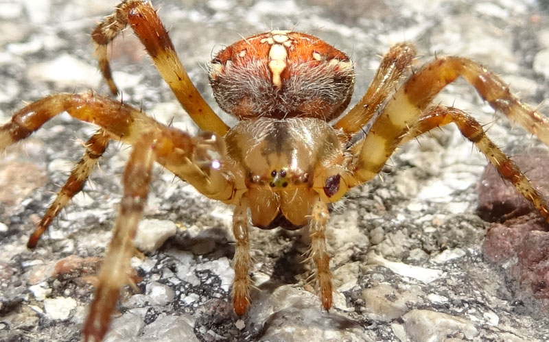 Araneus diadematus, femmina   - Fierozzo (TN)